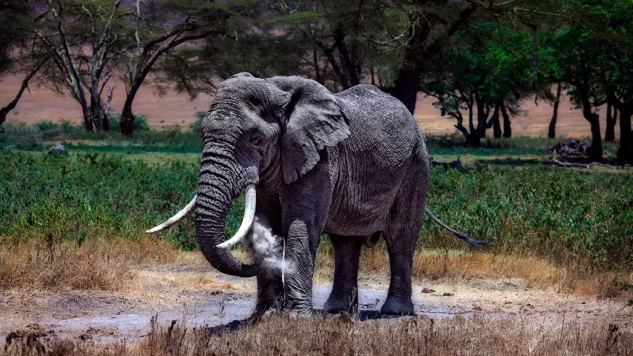 Download stock photo taken of an elephant alone in a meadow