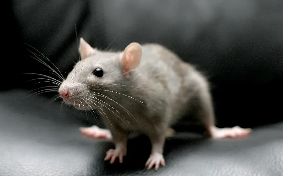 Special photo of a smart gray mouse with quality
