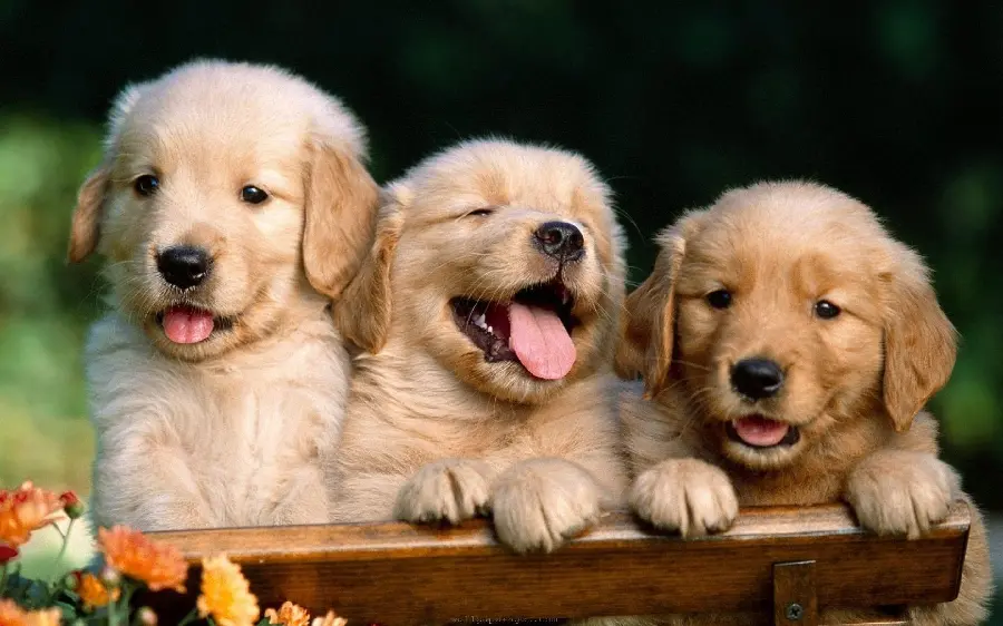 Desktop Background of Cute Golden Retriever Puppies