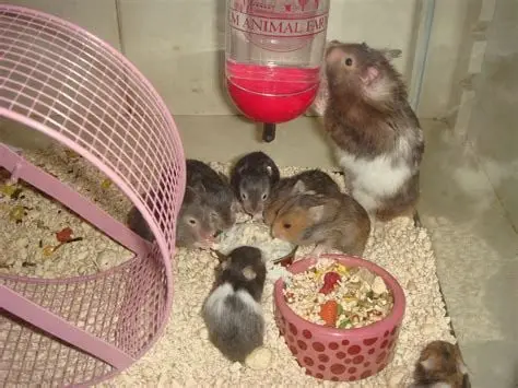 Family picture of a hamster and its children eating