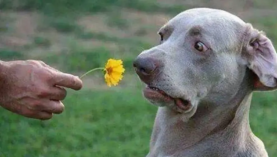 Funny Picture Taken from a Weimaraner Dog
