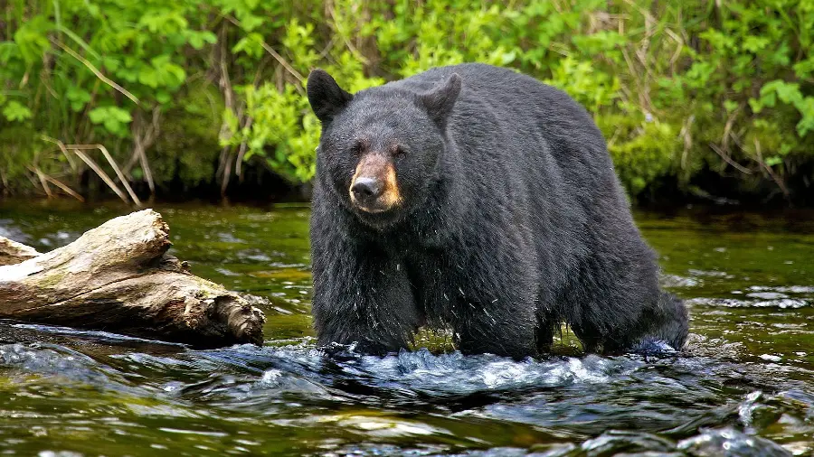 Black Bear Wallpaper in the River in the Middle of the Virgin Forest HD