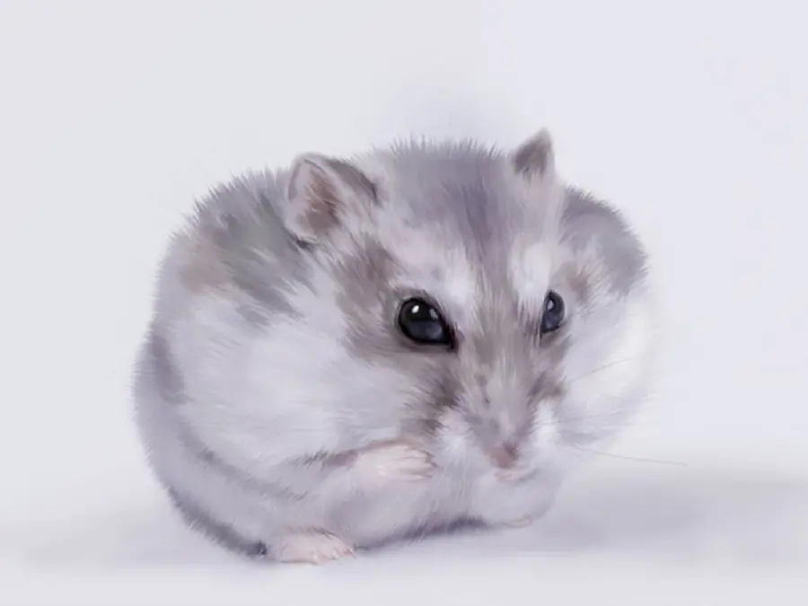 Free image of hamster with light background
