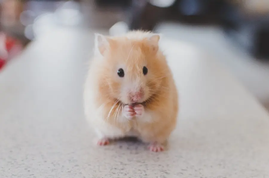 Shy hamster profile