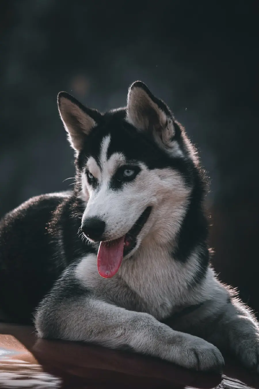 Attractive and free vertical husky wallpaper for phone theme design
