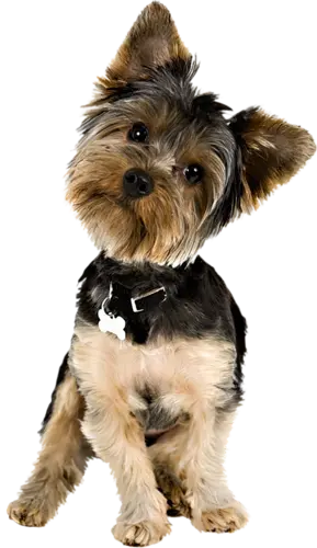 Download Awesome Background Of Real Dog PNG Without Background