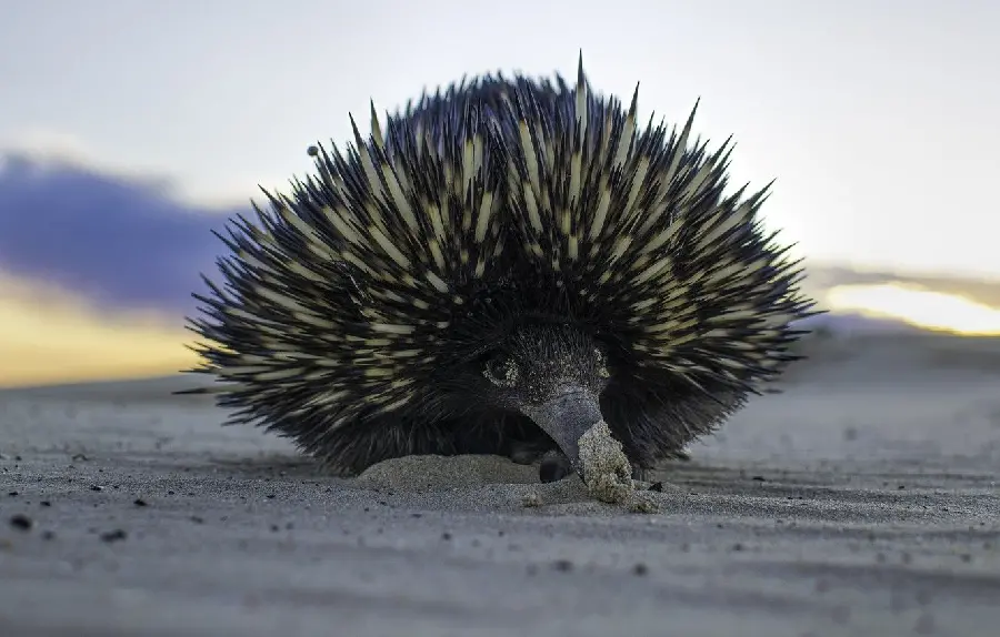 Anteater or Spiny Anteater or Echidna