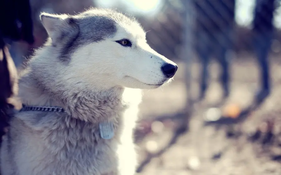 Download purebred Siberian Husky dog ​​stock image 4K