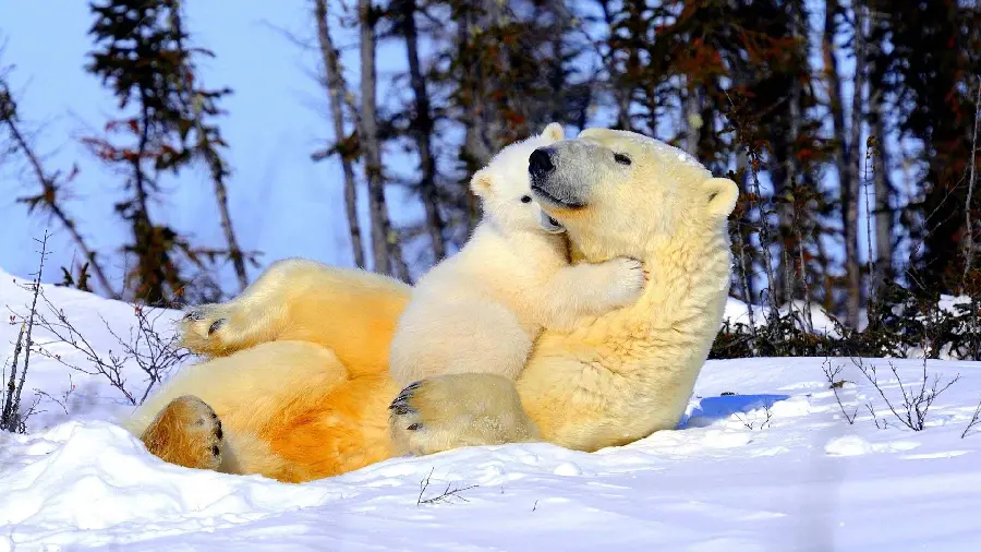 Download High Resolution Polar Bear Cub Background