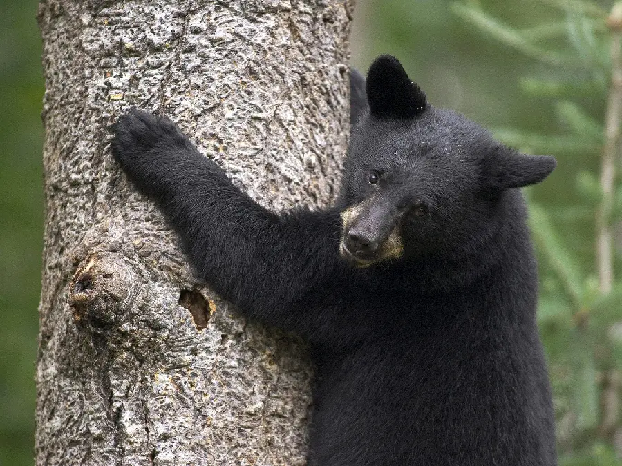 HD Black Bear Wallpaper for Digital Pages Backgrounds