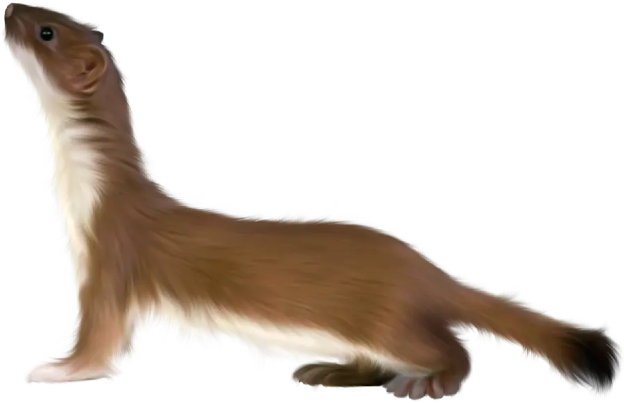 Free Background of Teleported Otter PNG