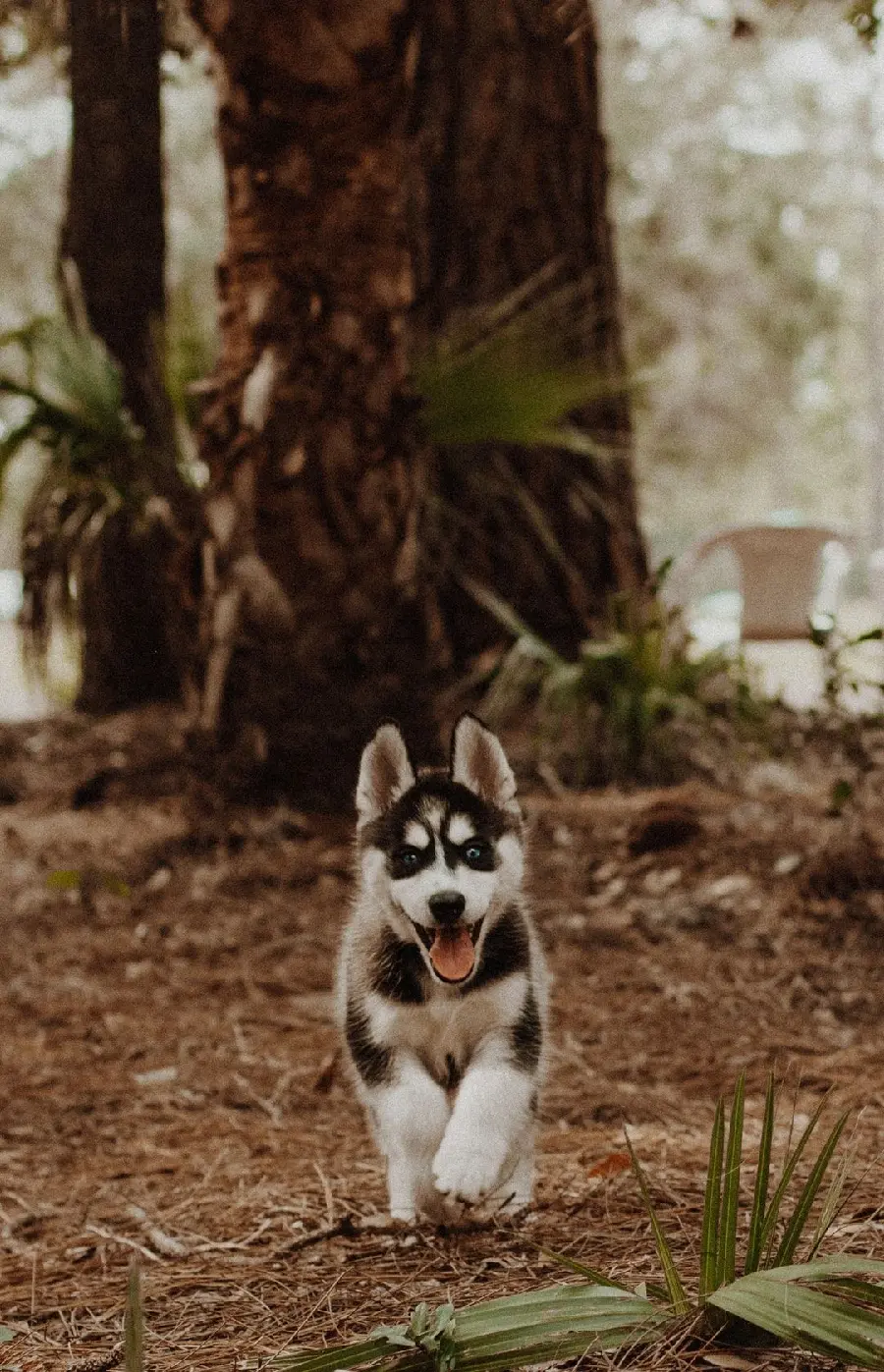 Smiling Husky Puppy iPhone Wallpaper