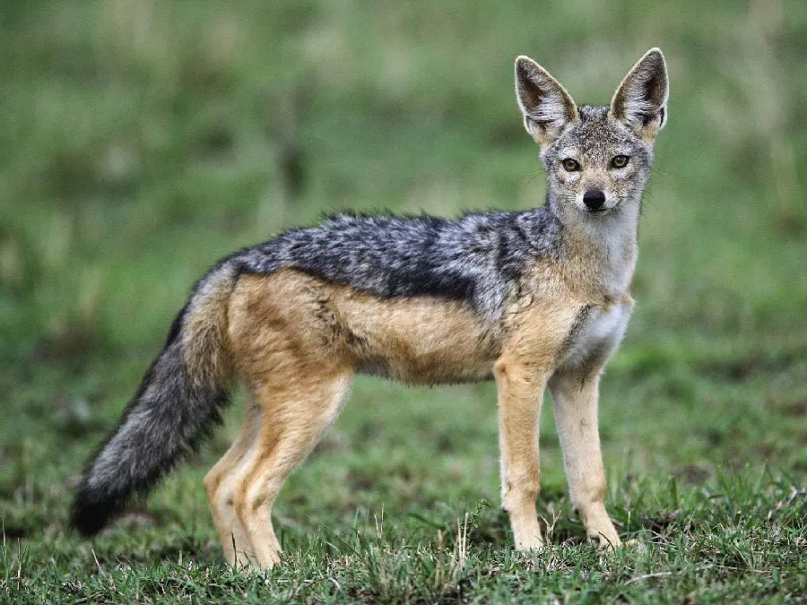 Jackal Wallpaper with a Background of Lush Vegetation