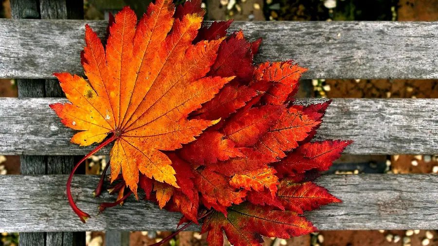Autumn