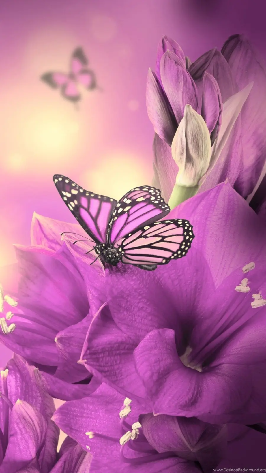 Girly Pink Butterfly Wallpaper for iPhone and Profile