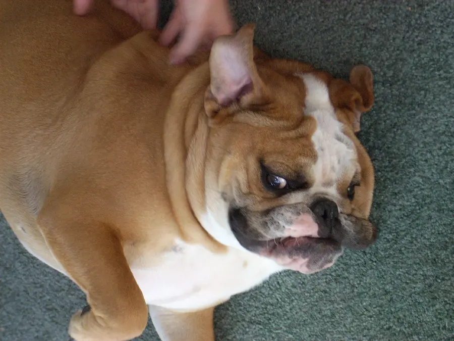 Funny and funny photo of a miniature bulldog dog in full HD quality