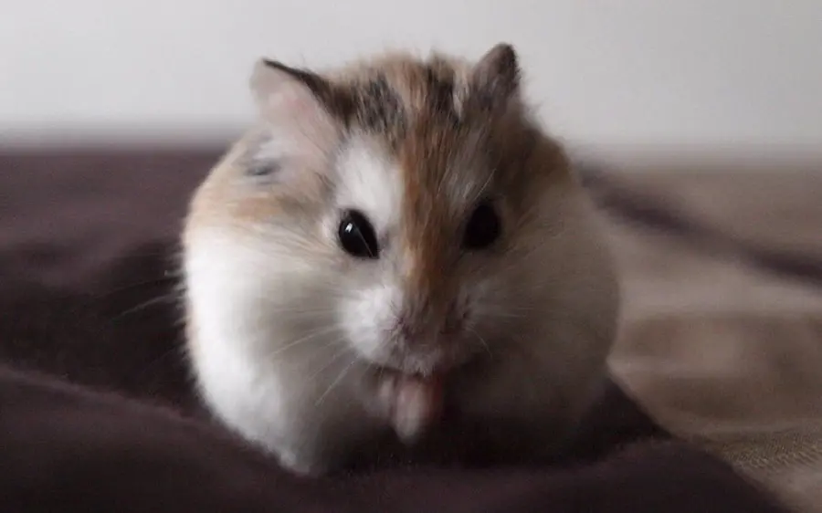 New photo of a domestic hamster