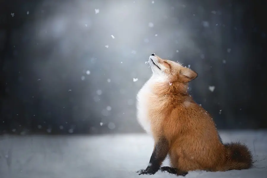 Spectacular and dreamy photo of the Arctic Fox with digital design