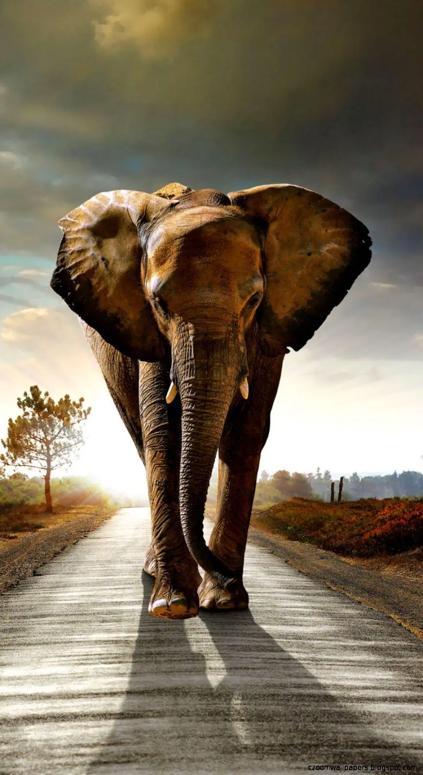 HD and special and quality image of a big elephant walking on the road