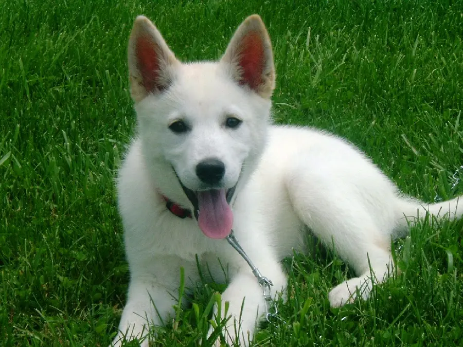 Desktop Background Photo of German White Shepherd