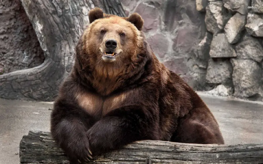 New stock photo of a big and strong bear in HD