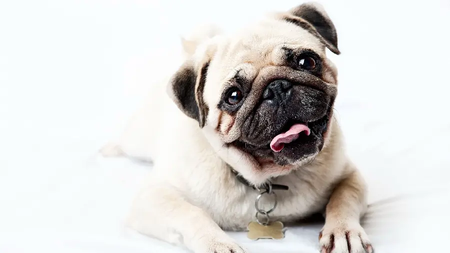 High quality background of pug dog for desktop and laptop