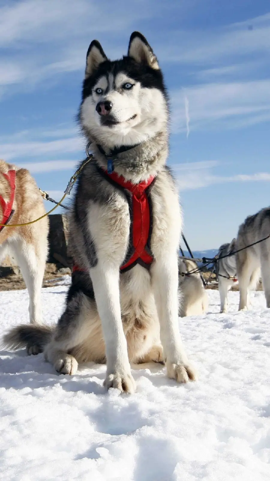 Full HD profile photo of Husky for iPhone
