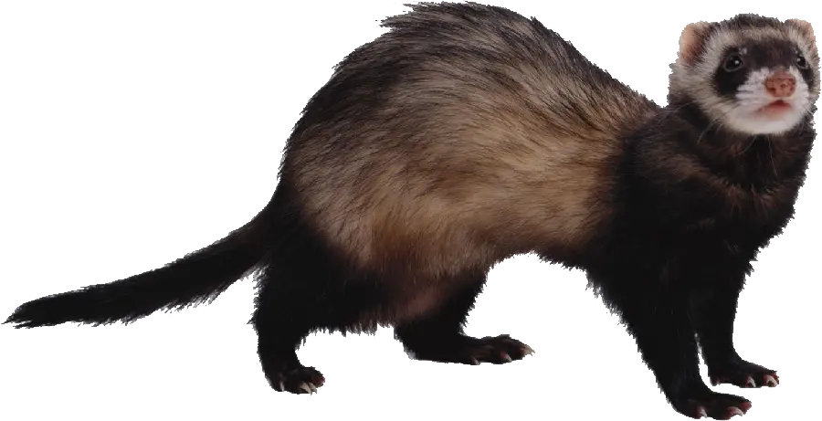 Download background in PNG format of brown otter