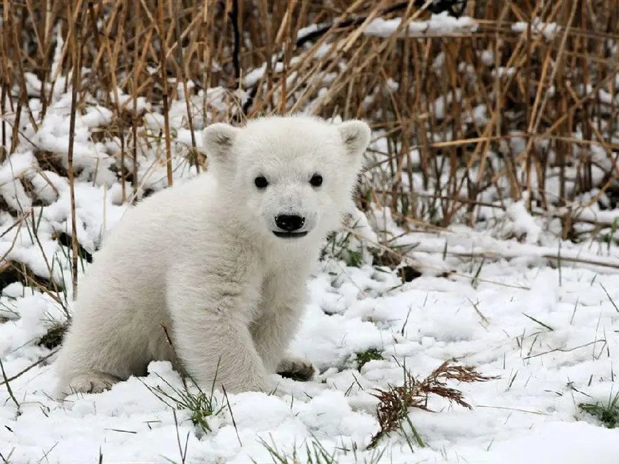 Free image taken of a baby polar bear in nature