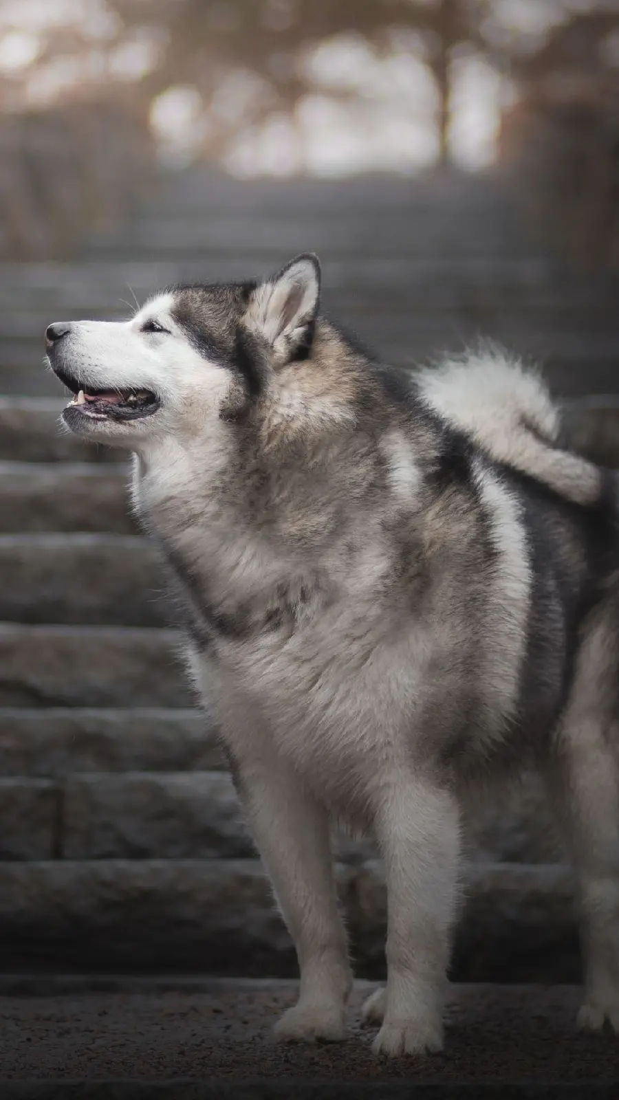 Wallpaper of the kind and furry Husky dog ​​for iPhone