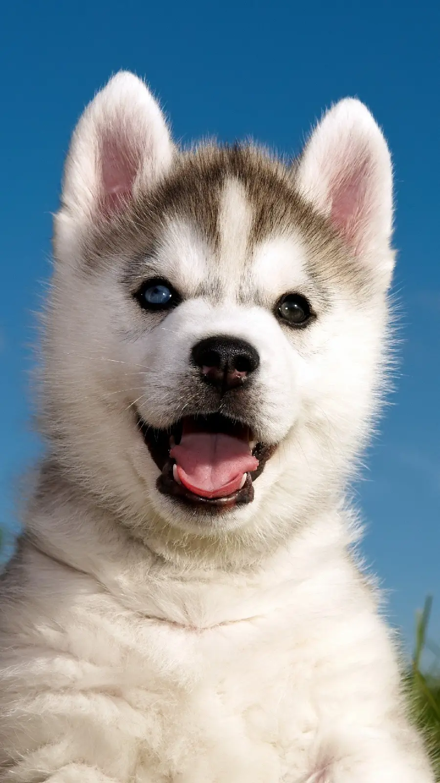 Very Beautiful Husky Puppy Background for Android Phone Background