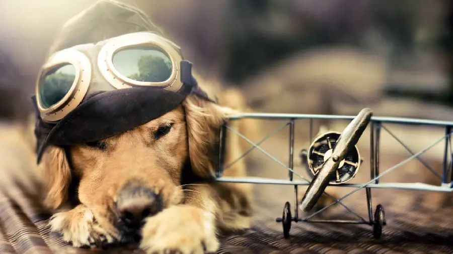 Great Photoshopped Wallpaper of Funny Dog in 4K Quality