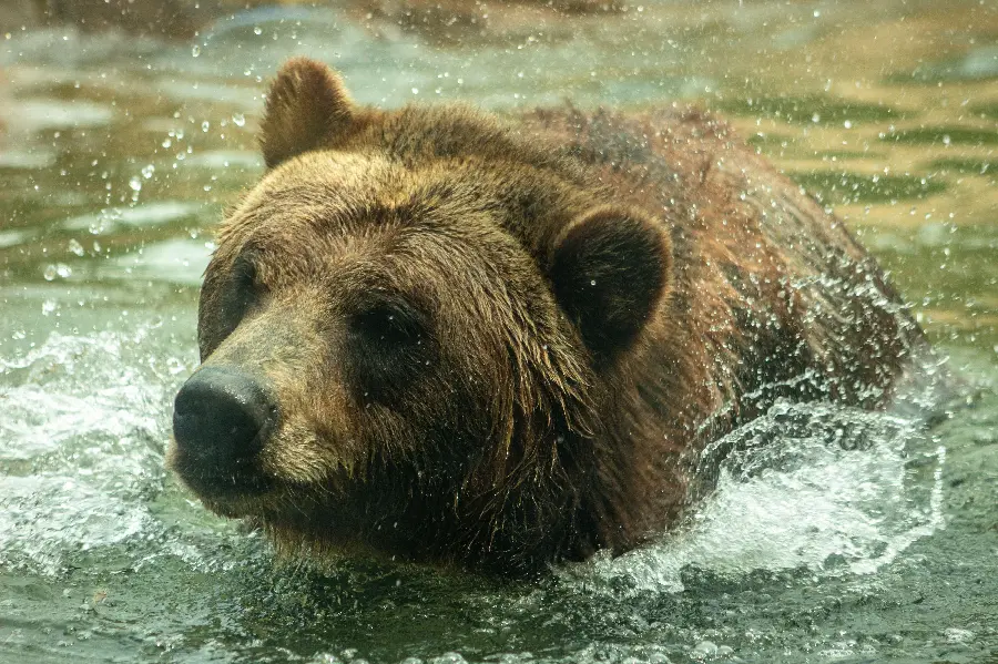 Free Download ImagesTaken in nature from a grizzly bear