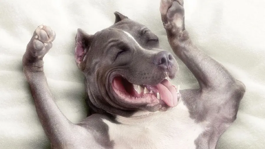 Fun Profile Picture of a Smiling Dog for Desktop Backgrounds
