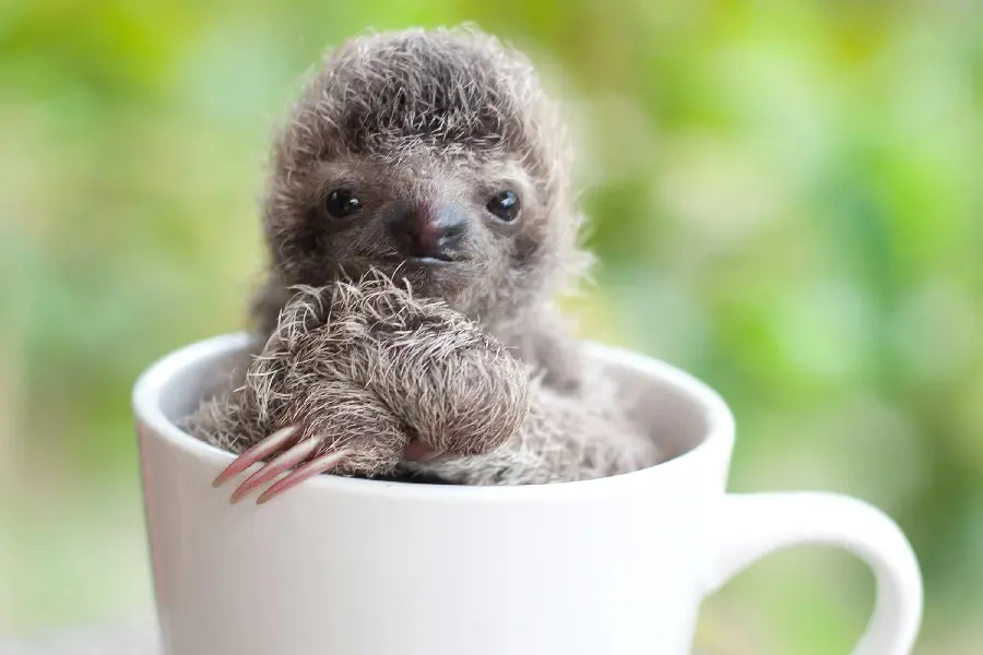 Cute Baby Sloth Background for Drawing and Profile Ideas