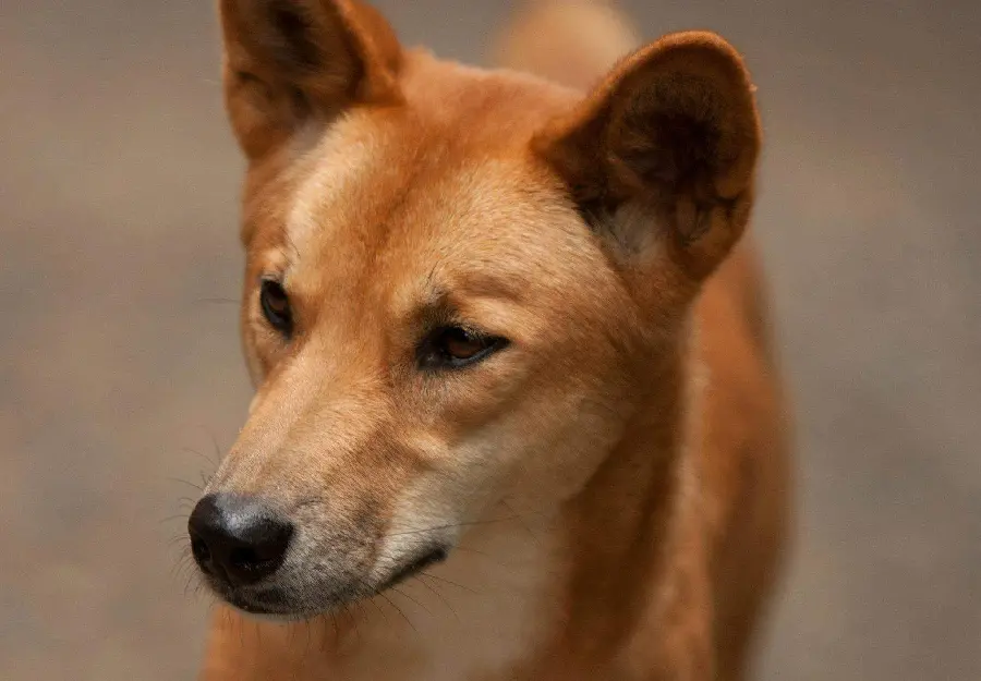 Profile picture of an Australian Wild Dog in the background of the follow