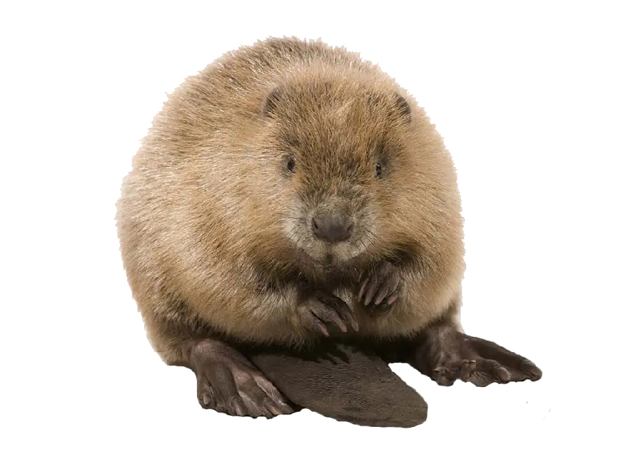  Real beaver cut out for use in Photoshop