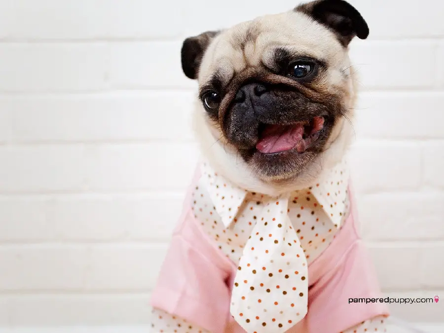 High quality photo of cute pug dog for cyberspace profile
