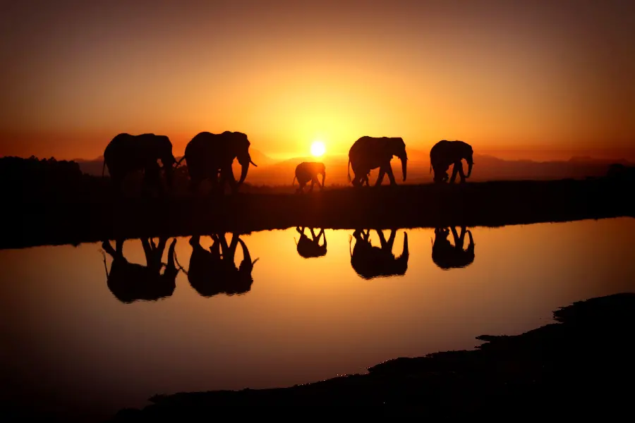 Photo of Elephant Family Migration from the Lakeside at Sunrise