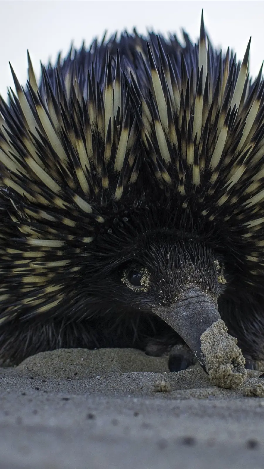 Anteater or Spiny Anteater or Echidna