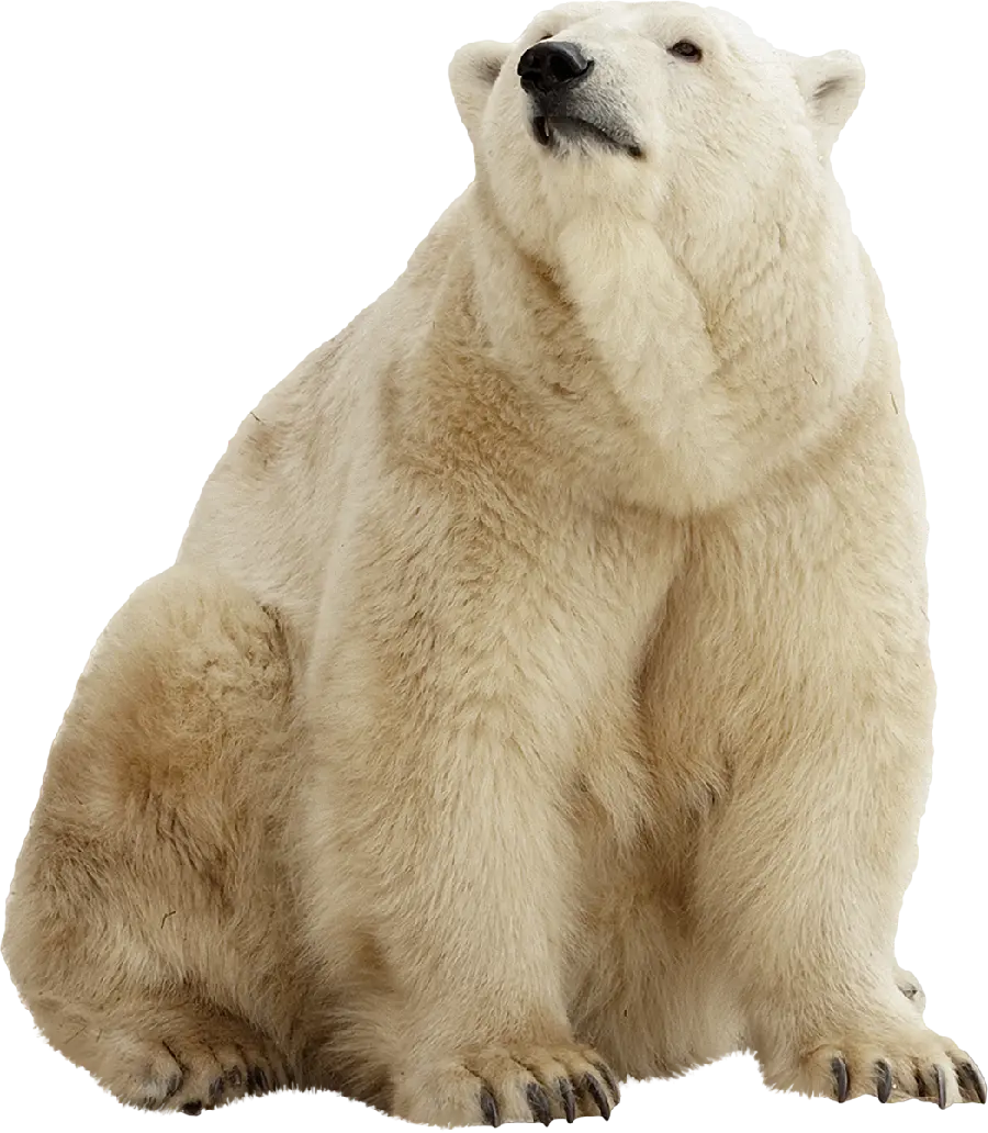 Amazing Bear Background in PNG Format