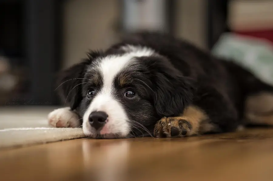 Background of a Border Collie dog breed for desktop wallpaper 