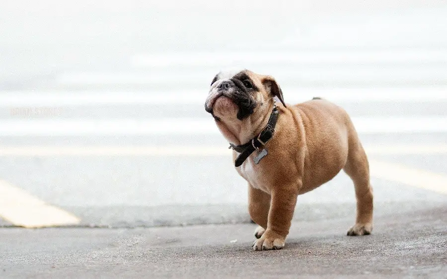 Background photo of a stuffed bulldog puppy with a collar Black