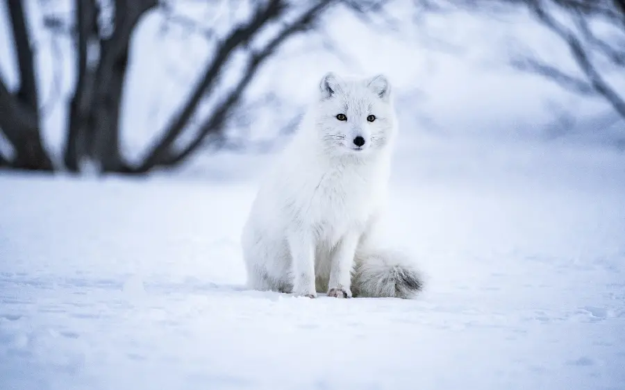 A High-Quality Profile Photo of a Real Arctic Fox