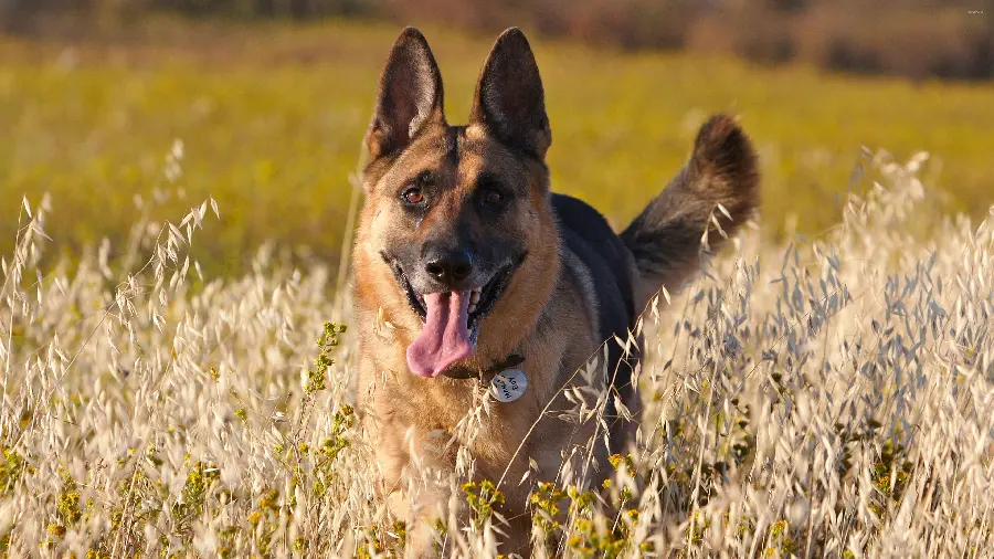 Background of the popular German Shepherd Rex dog breed