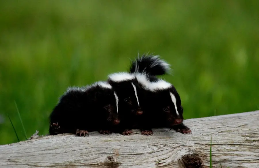 Quality image of skunks for cyberspace profile
