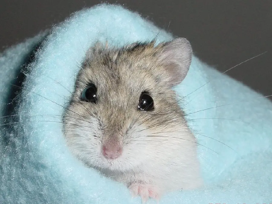 High Quality Image of Hamster Wrapped in a Blanket