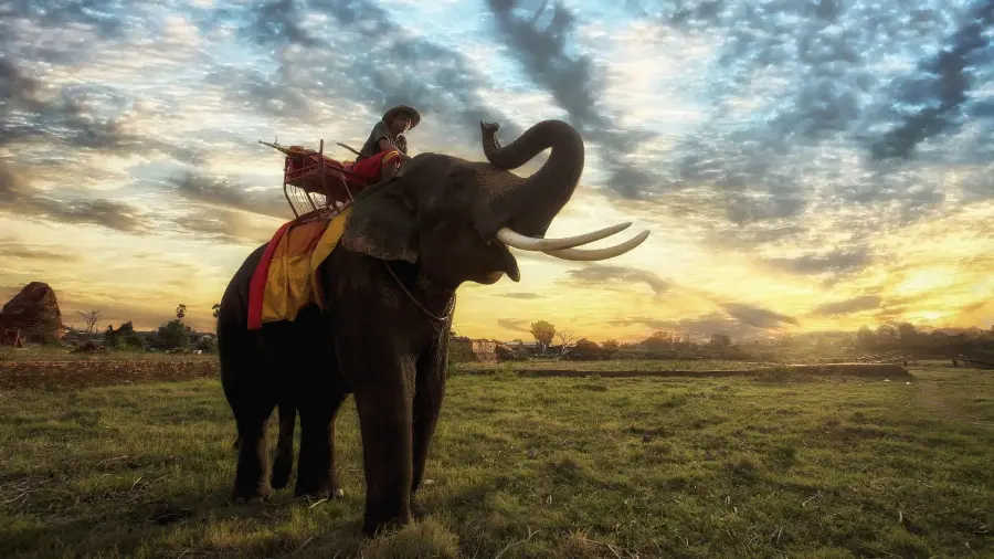Profile photo of an elephant Thai under a unique and beautiful sky