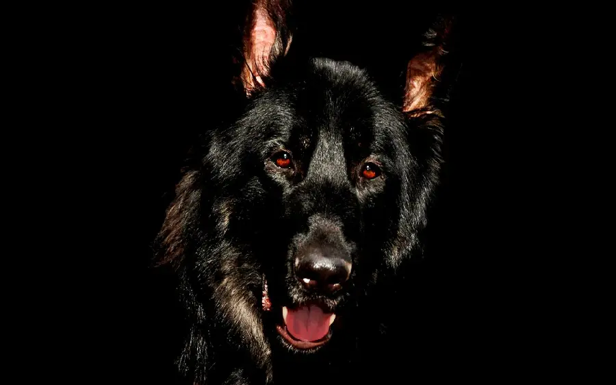Exciting black dog wallpaper with cool black background