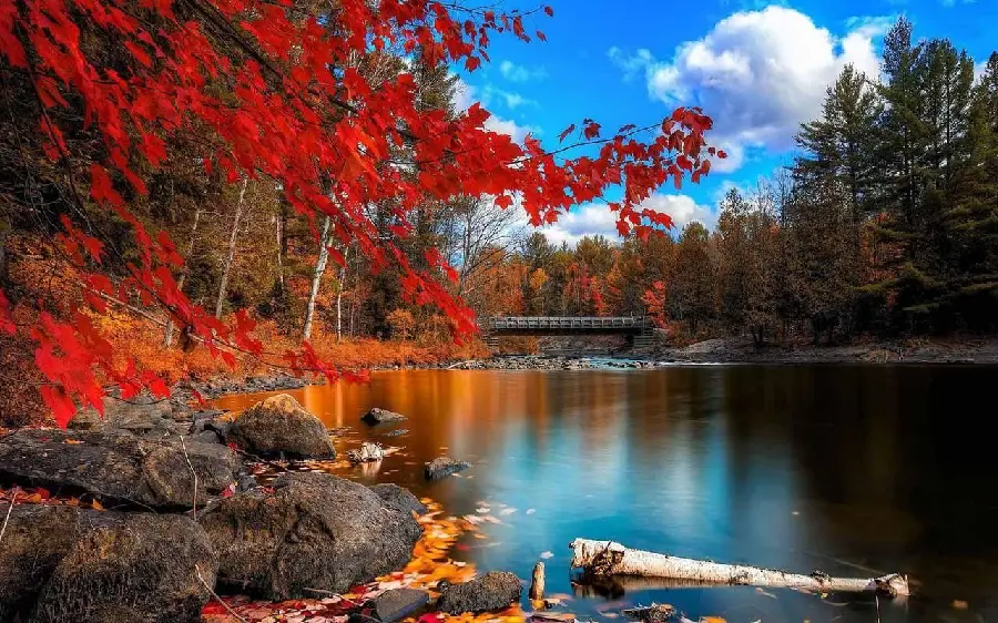 Autumn beauties in nature